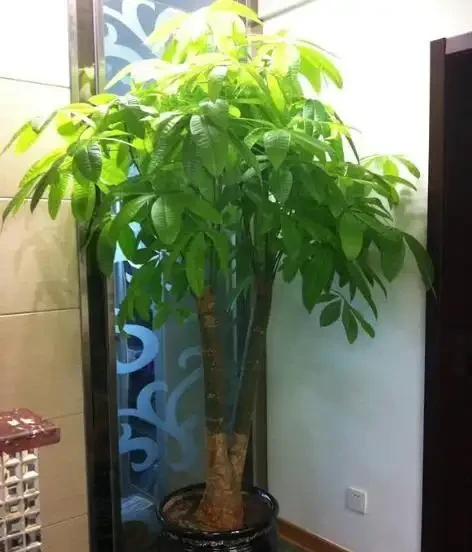 家裡養發財樹,隨手澆點「營養水」,沒黃葉、不腐根,綠油油
