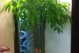 家裡養發財樹，隨手澆點「營養水」，沒黃葉、不腐根，綠油油