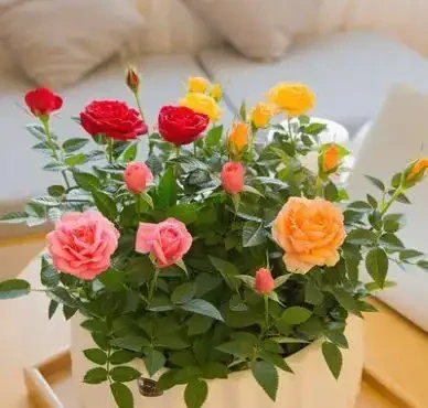 盆栽玫瑰開花期後,葉片黃枯脫落是什麼原因?能再生嗎?