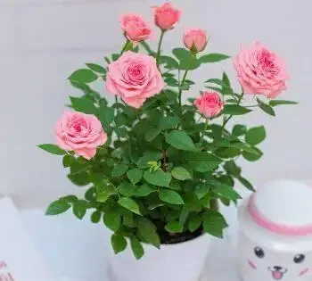 盆栽玫瑰開花期後,葉片黃枯脫落是什麼原因?能再生嗎?
