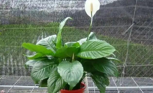 白鶴芋這樣養,葉子不發蔫,四季綠油油!
