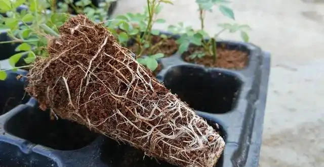 插枝的月季花發芽了,但是還沒有長根,此時該怎麼辦
