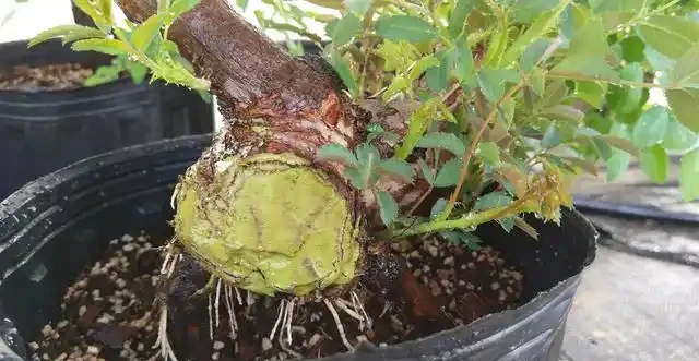 插枝的月季花發芽了,但是還沒有長根,此時該怎麼辦