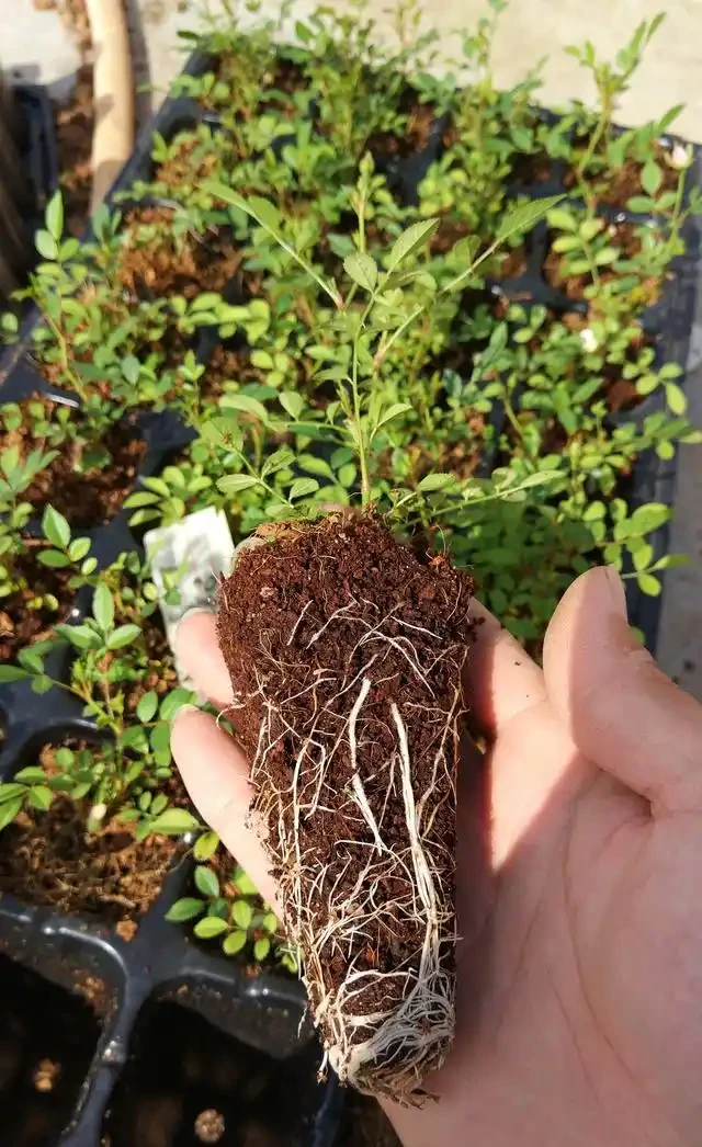 插枝的月季花發芽了,但是還沒有長根,此時該怎麼辦