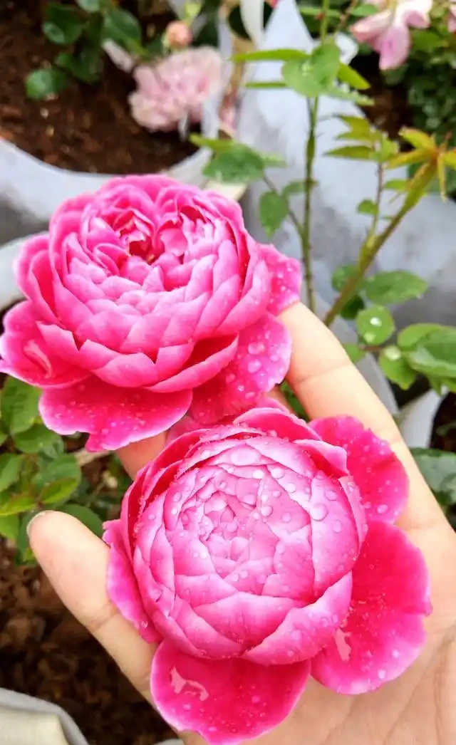 插枝的月季花發芽了,但是還沒有長根,此時該怎麼辦