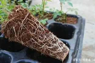 插枝的月季花發芽了，但是還沒有長根，此時該怎麼辦