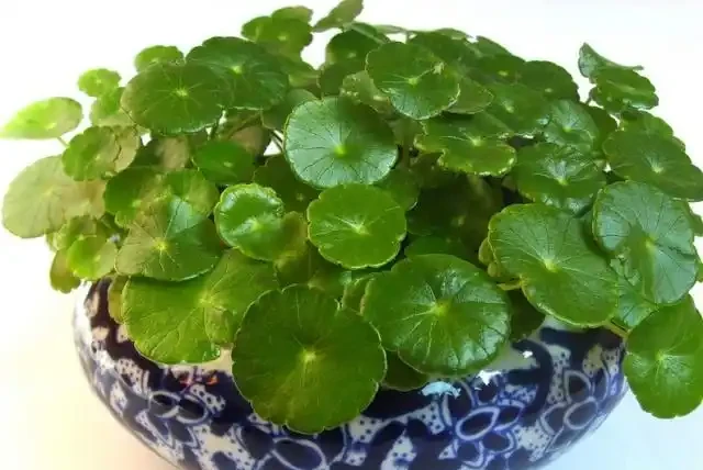 自家的銅錢草長得像盤子那麼大,都因為用了這個肥