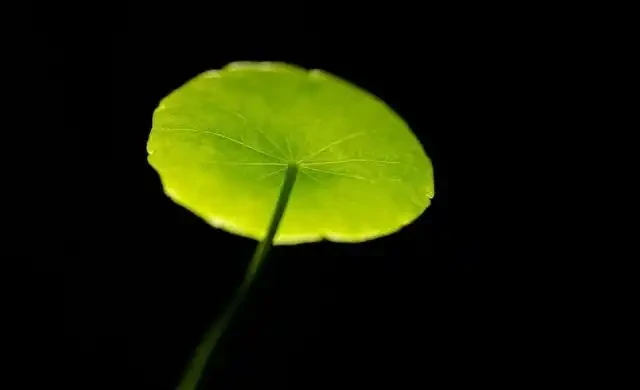 自家的銅錢草長得像盤子那麼大,都因為用了這個肥