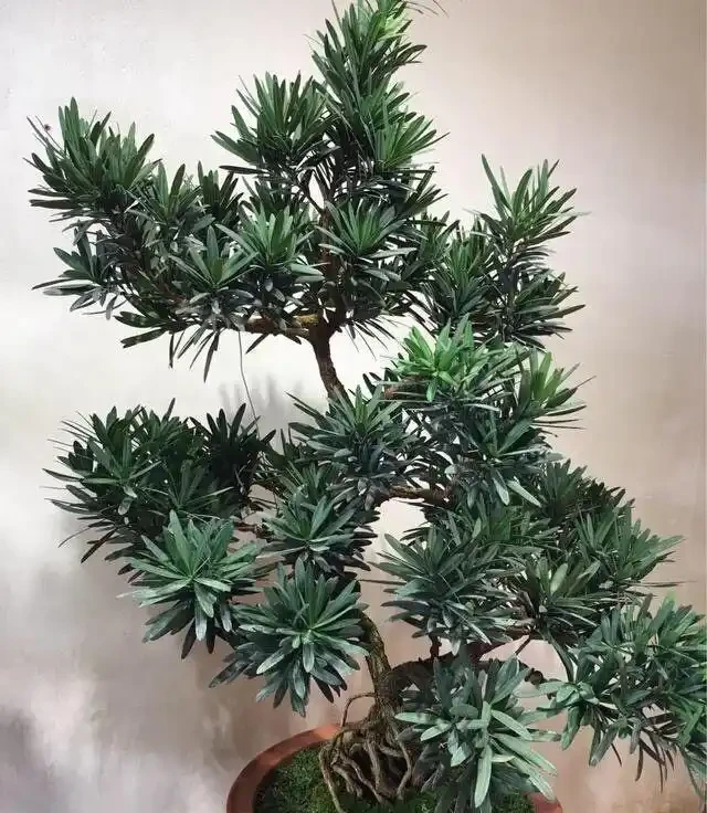 羅漢松這樣插枝，成活率高，30天長根，一年養出60棵，越長越茂盛