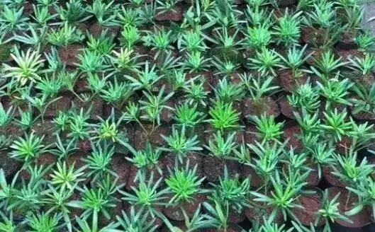 羅漢松這樣插枝，成活率高，30天長根，一年養出60棵，越長越茂盛