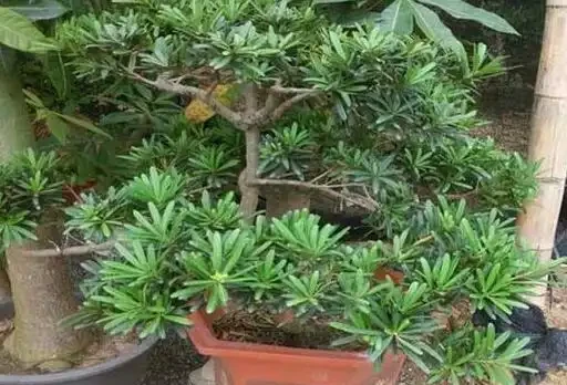 羅漢松這樣插枝，成活率高，30天長根，一年養出60棵，越長越茂盛