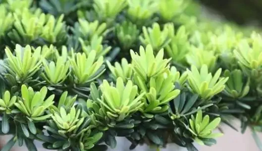 羅漢松這樣插枝，成活率高，30天長根，一年養出60棵，越長越茂盛