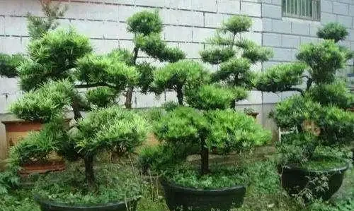 羅漢松這樣插枝，成活率高，30天長根，一年養出60棵，越長越茂盛