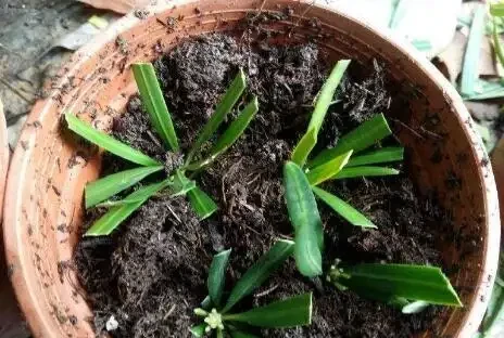 羅漢松這樣插枝，成活率高，30天長根，一年養出60棵，越長越茂盛