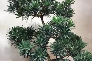 羅漢松這樣插枝，成活率高，30天長根，一年養出60棵，越長越茂盛