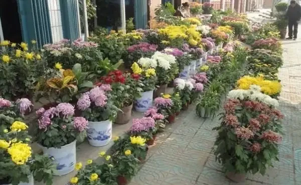 菊花施什麼肥料長得好,不同時期選擇不同的肥料進行施撒