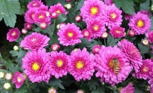 菊花施什麼肥料長得好,不同時期選擇不同的肥料進行施撒