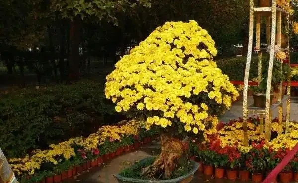 菊花施什麼肥料長得好,不同時期選擇不同的肥料進行施撒