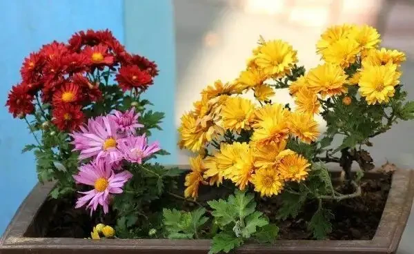 菊花施什麼肥料長得好,不同時期選擇不同的肥料進行施撒