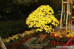 菊花施什麼肥料長得好，不同時期選擇不同的肥料進行施撒