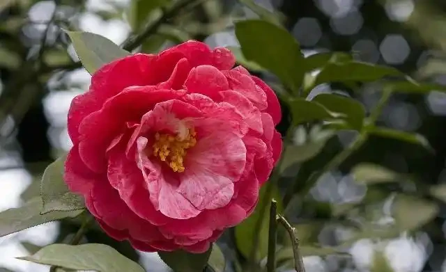 茶花施肥