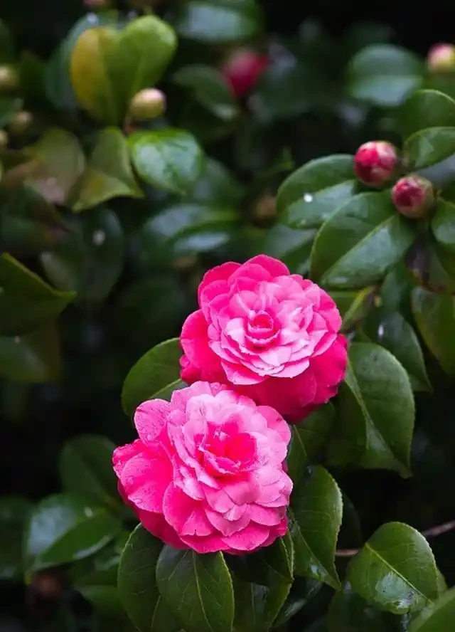 茶花施肥