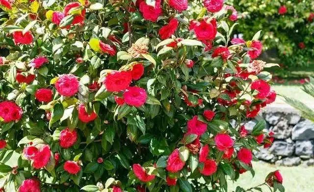茶花施肥