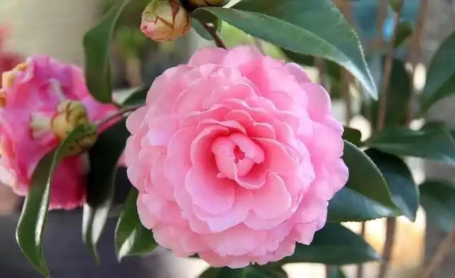茶花施肥