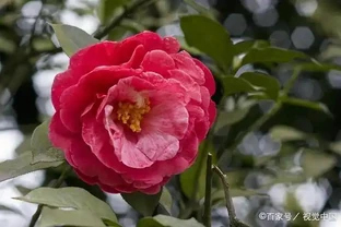 給茶花噴施磷酸二氫鉀有「技巧」，噴施方法和注意事項分享！