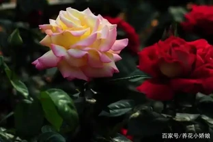 玫瑰和月季怎麼區分？花店賣的是玫瑰還是月季？