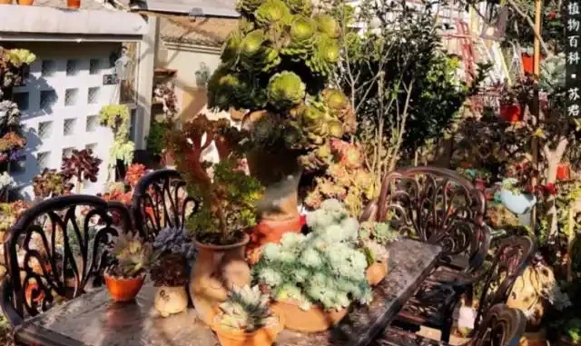 多肉植物葉子掉到只剩杆，問題出在這兒了，這樣救治很快恢復生機