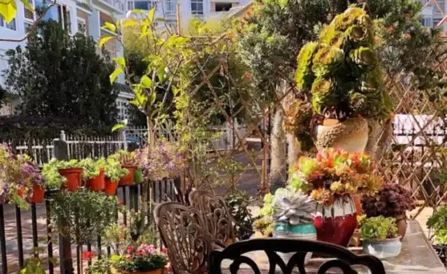 多肉植物葉子掉到只剩杆，問題出在這兒了，這樣救治很快恢復生機