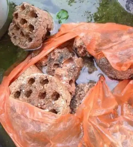 這「3種」石頭,撿1點埋花盆裡,培養土不再板結,養啥花都「滿盆」