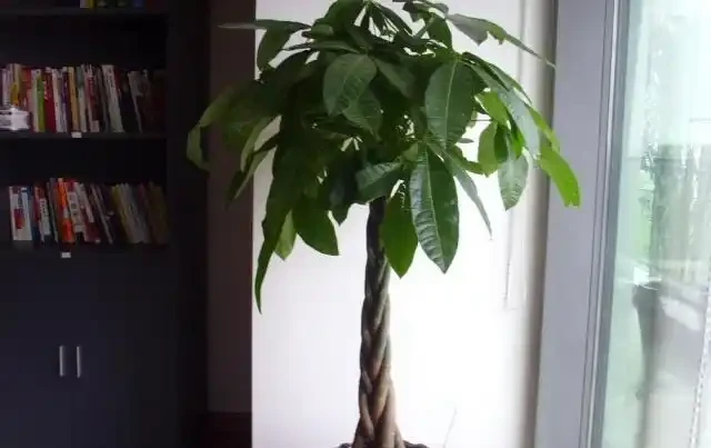 發財樹養的人比較多,有人說不好養,小花匠是用這種方法養好它的