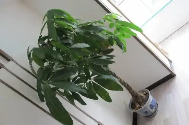 發財樹養的人比較多,有人說不好養,小花匠是用這種方法養好它的