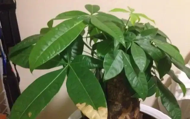 發財樹養的人比較多,有人說不好養,小花匠是用這種方法養好它的