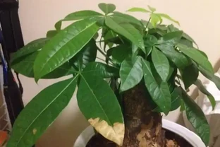 發財樹養的人比較多，有人說不好養，小花匠是用這種方法養好它的