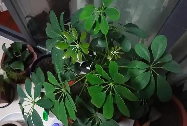 鵝掌藤掉葉子