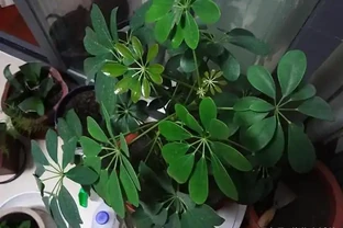 鵝掌藤大量掉葉子，很可能需要翻盆！