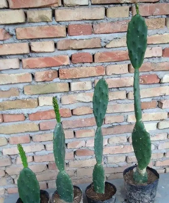 仙人掌吃個黃豆粒,猛躥3米變「壯漢」,接木螃蟹蘭,開花千百朵