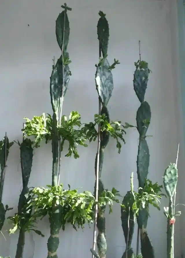仙人掌吃個黃豆粒,猛躥3米變「壯漢」,接木螃蟹蘭,開花千百朵