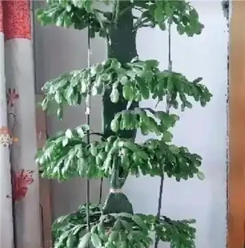仙人掌吃個黃豆粒,猛躥3米變「壯漢」,接木螃蟹蘭,開花千百朵