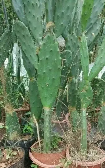 仙人掌吃個黃豆粒,猛躥3米變「壯漢」,接木螃蟹蘭,開花千百朵