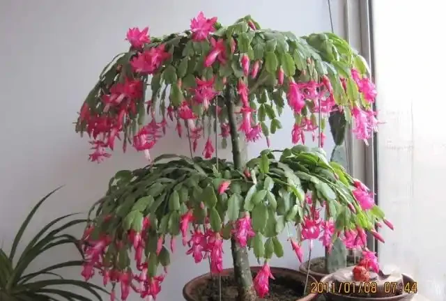 仙人掌吃個黃豆粒,猛躥3米變「壯漢」,接木螃蟹蘭,開花千百朵