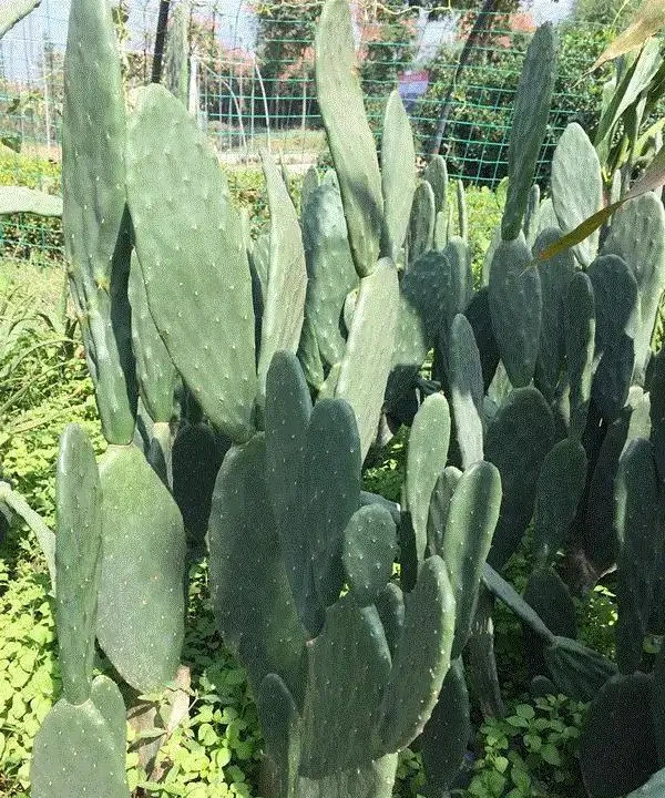 仙人掌吃個黃豆粒,猛躥3米變「壯漢」,接木螃蟹蘭,開花千百朵