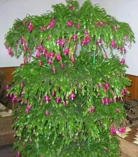 仙人掌吃個黃豆粒,猛躥3米變「壯漢」,接木螃蟹蘭,開花千百朵
