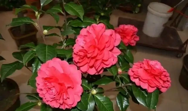 2種「樹」養客廳,年後枝頭「開花」,開花期長達「2個月」,太漂亮
