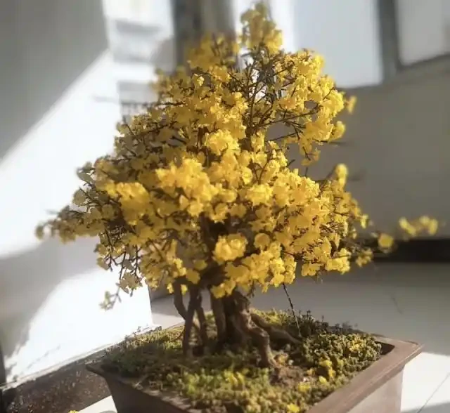 2種「樹」養客廳,年後枝頭「開花」,開花期長達「2個月」,太漂亮