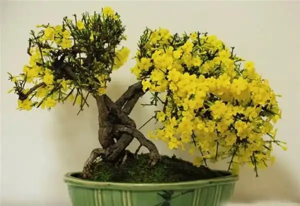 2種「樹」養客廳,年後枝頭「開花」,開花期長達「2個月」,太漂亮