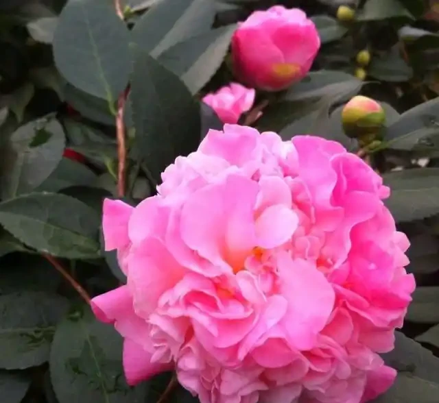 2種「樹」養客廳,年後枝頭「開花」,開花期長達「2個月」,太漂亮